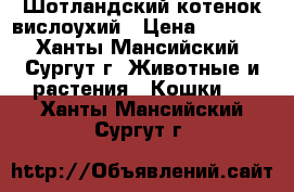 Шотландский котенок вислоухий › Цена ­ 1 500 - Ханты-Мансийский, Сургут г. Животные и растения » Кошки   . Ханты-Мансийский,Сургут г.